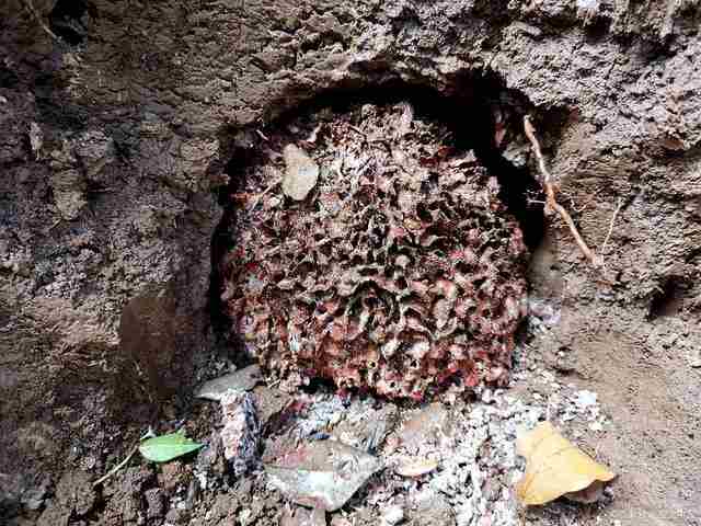 白蚁防治